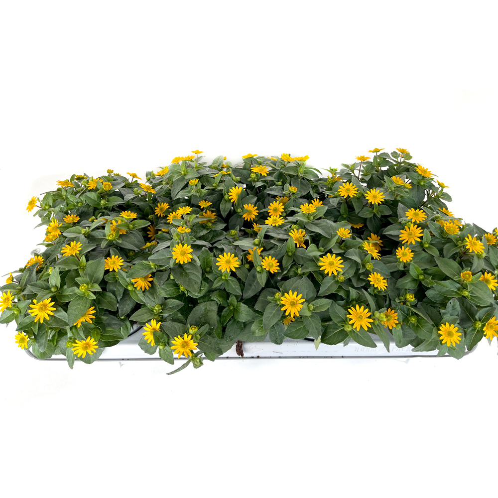 Sanvitalia procumbens talya great yellow