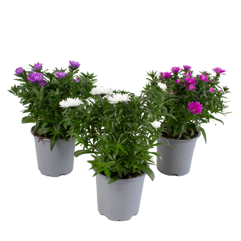 Aster novi-belgii