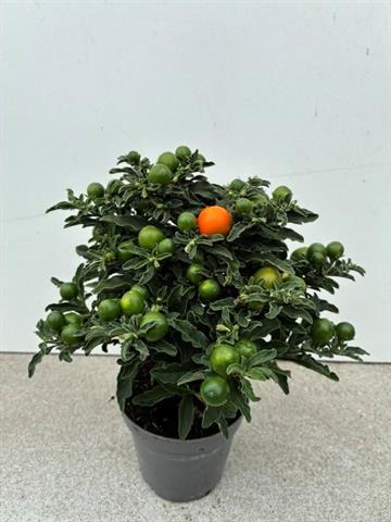 solanum