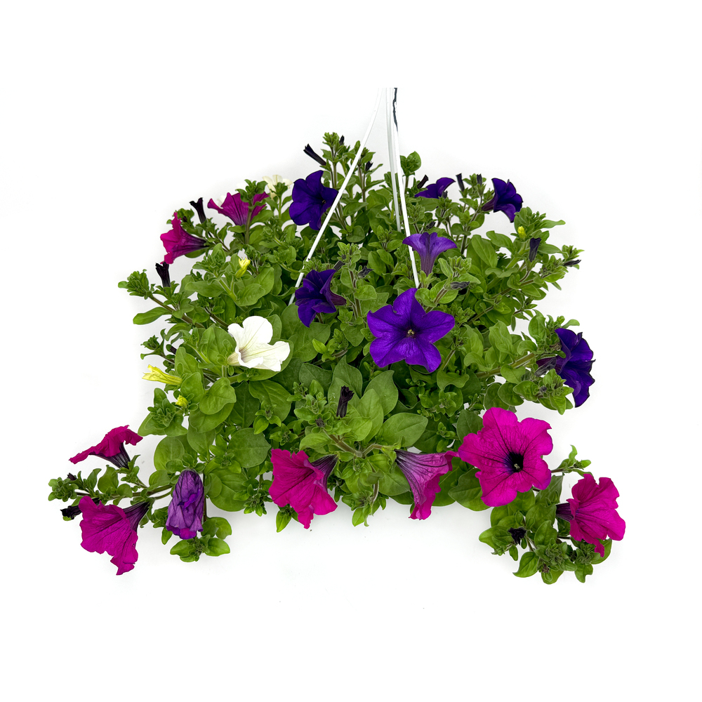 Petunia surfinia trio