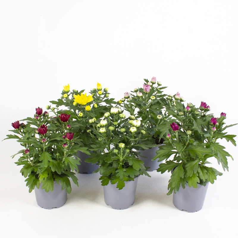 Chrysanthemum indicum