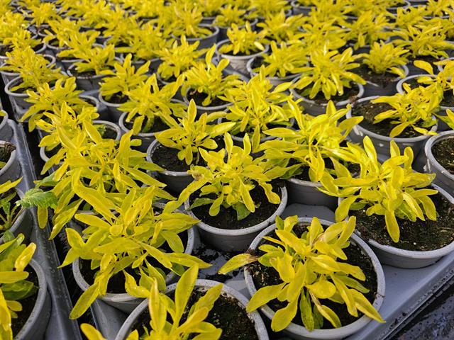 alternanthera