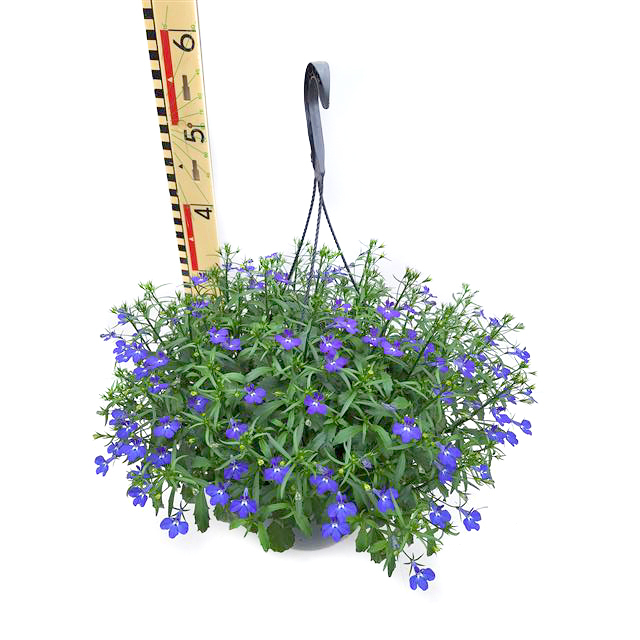 Lobelia erinus richardii