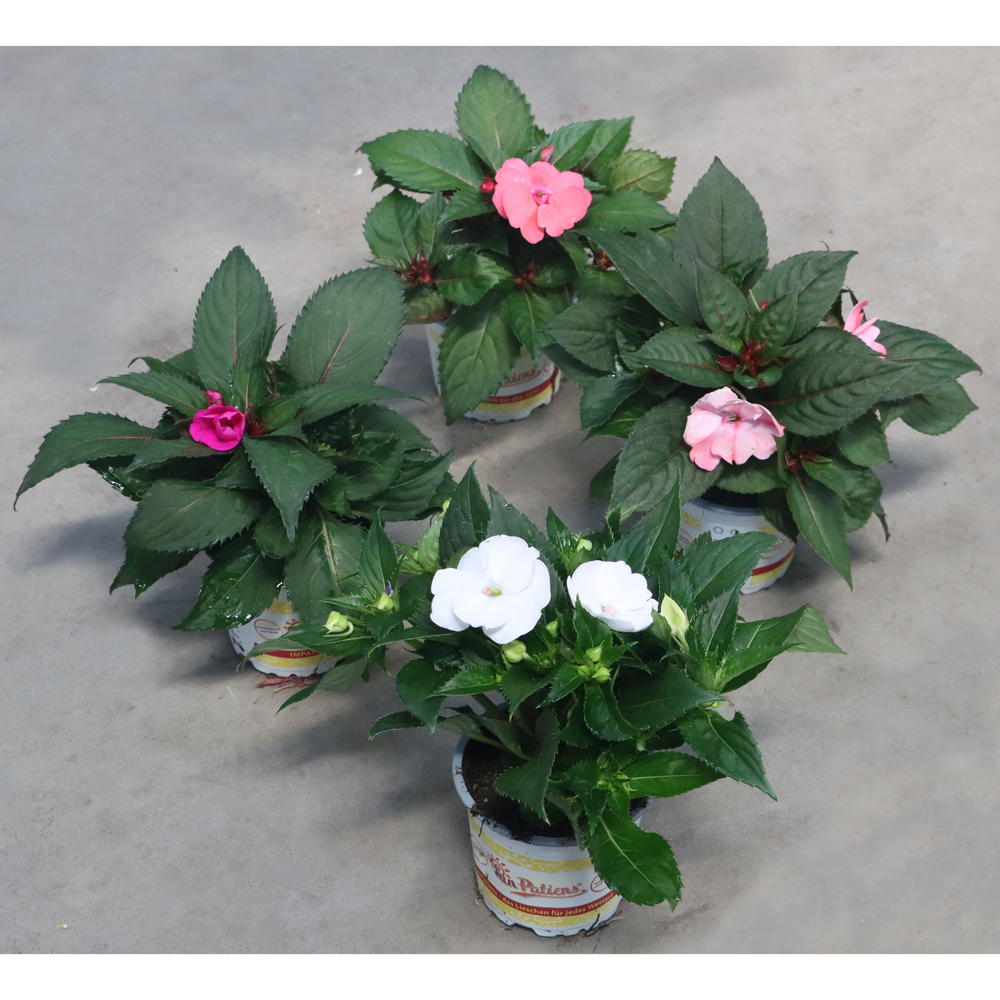 Impatiens sunpatiens