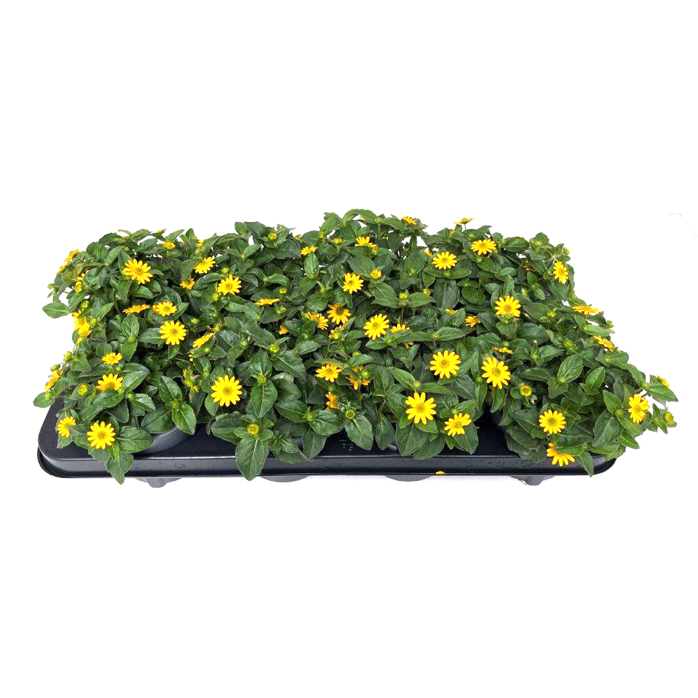 Sanvitalia procumbens talya great yellow