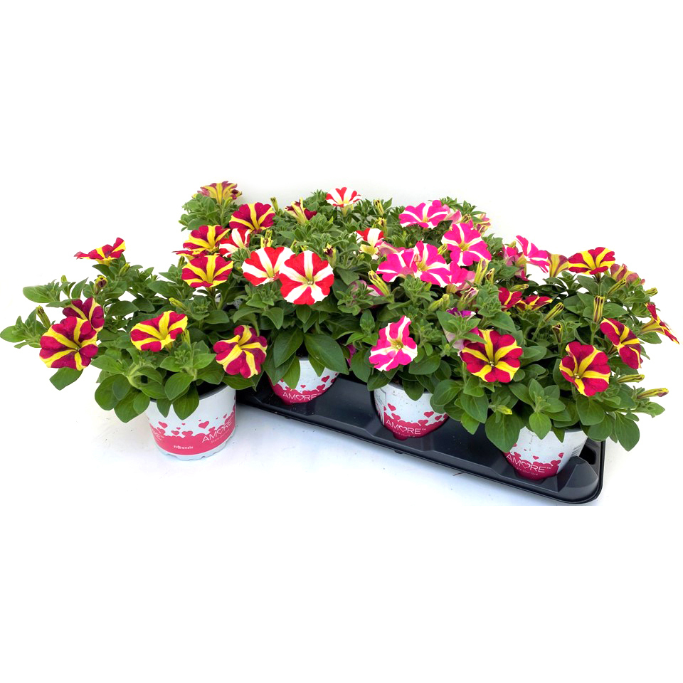 Petunia amore