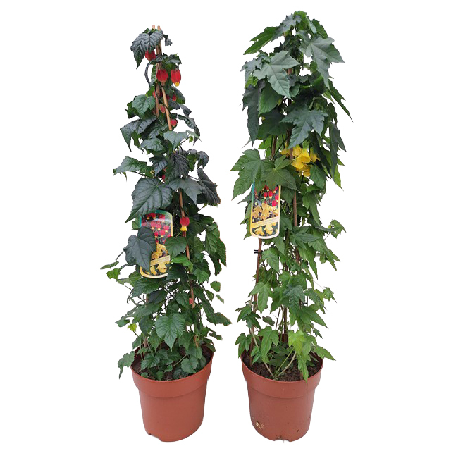 Abutilon megapotamicum
