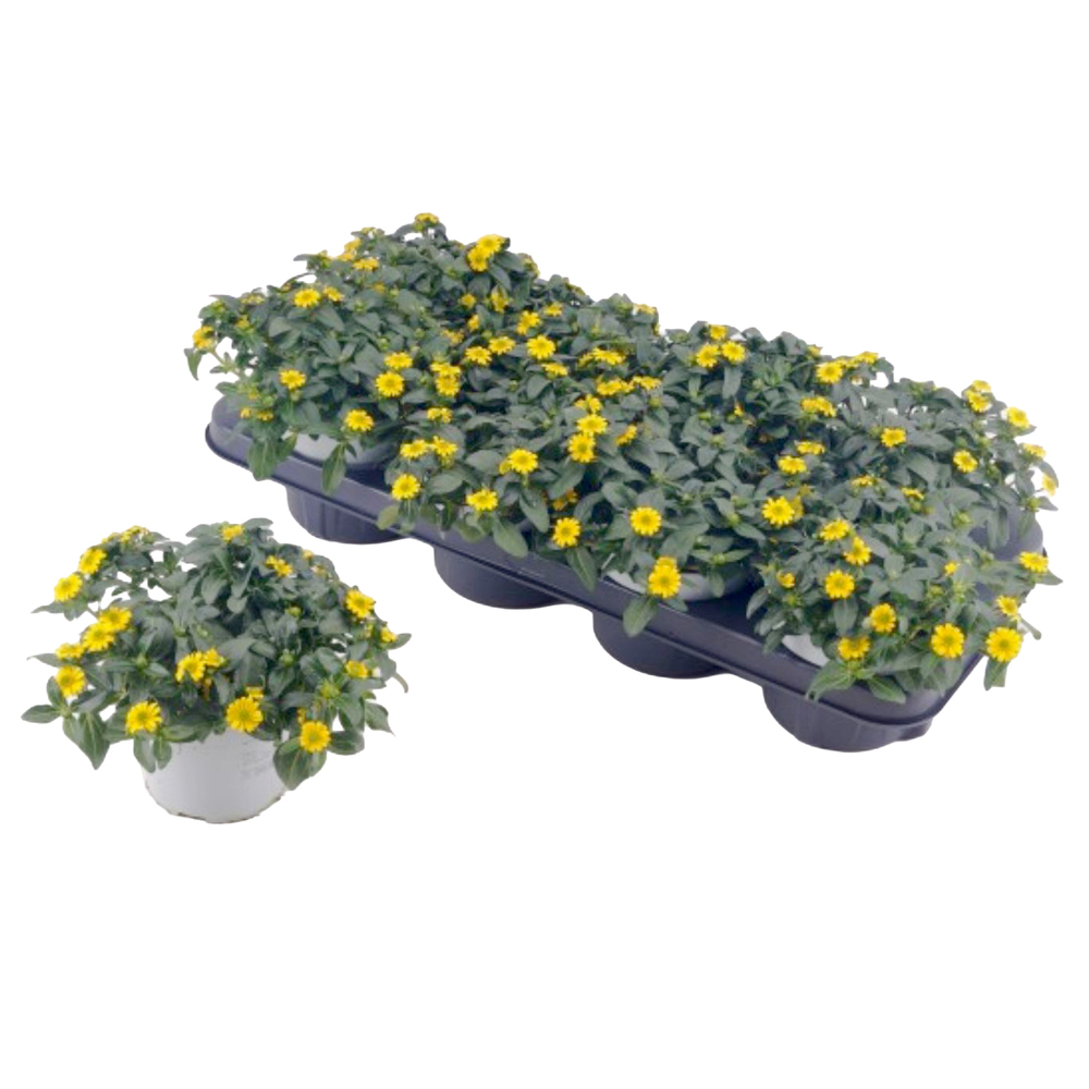 Sanvitalia procumbens cuzco