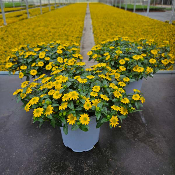 Sanvitalia speciosa bright yellow