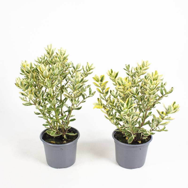 Hebe andersonii variegata
