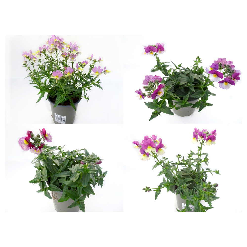 Nemesia fairy kisses