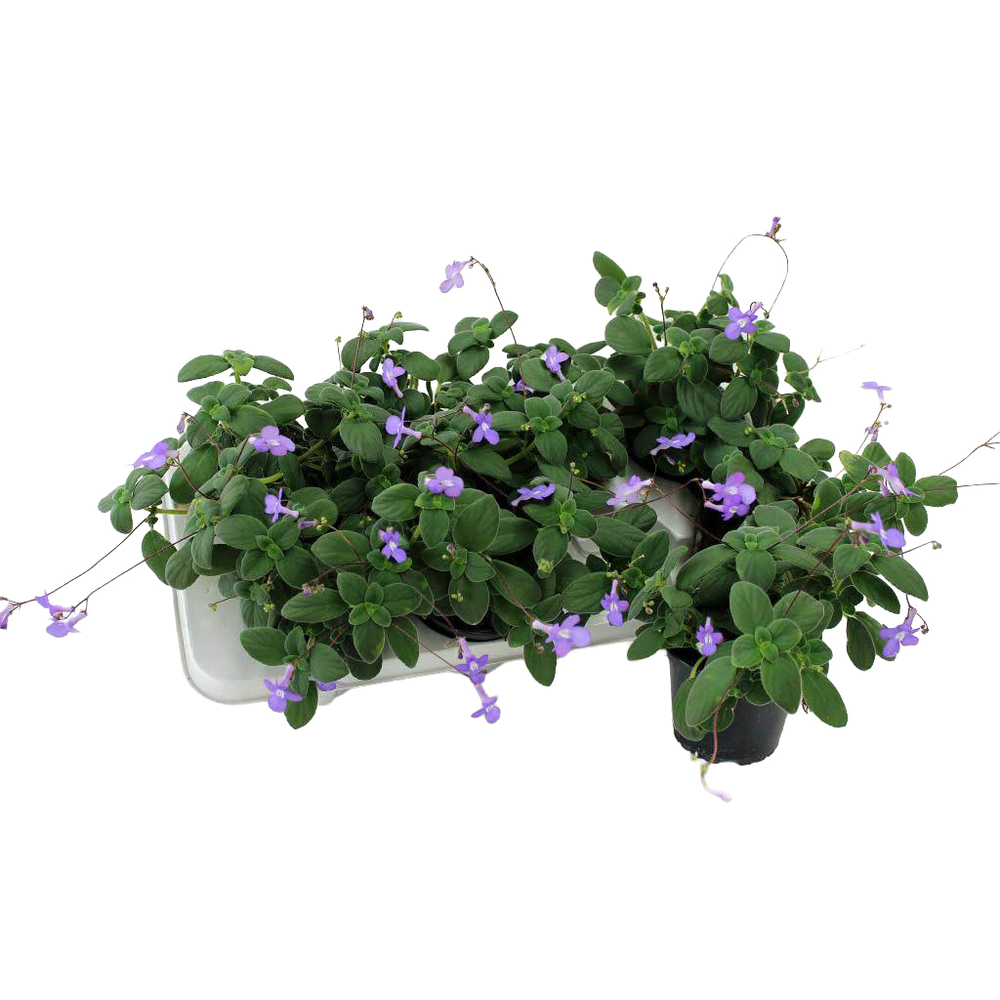 Streptocarpus saxorum