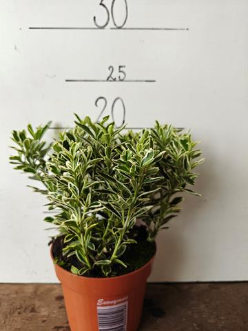 euonymus