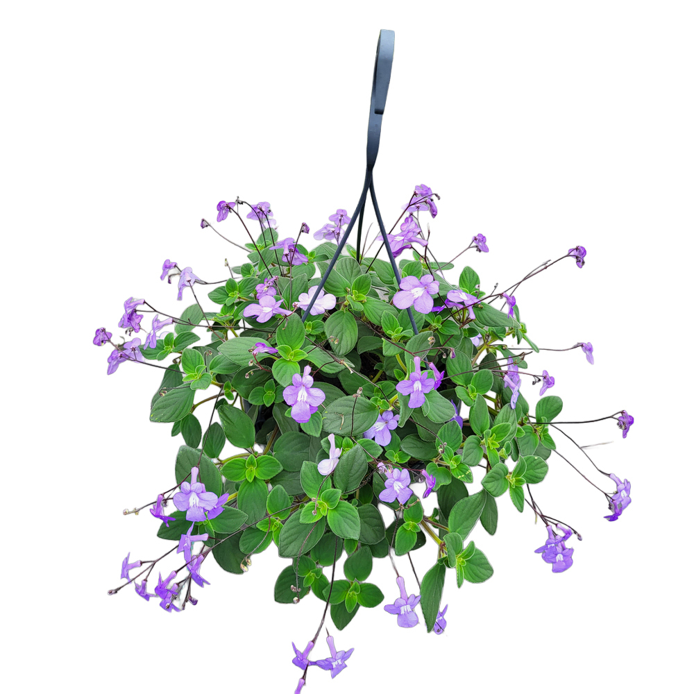 Streptocarpus saxorum