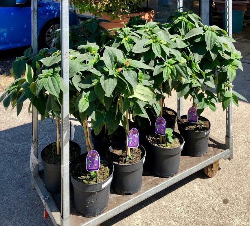 Tibouchina urvilleana