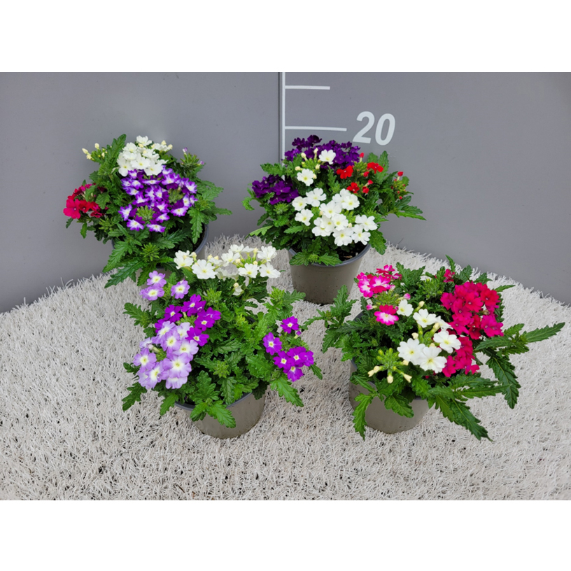 Verbena x hybrida drums