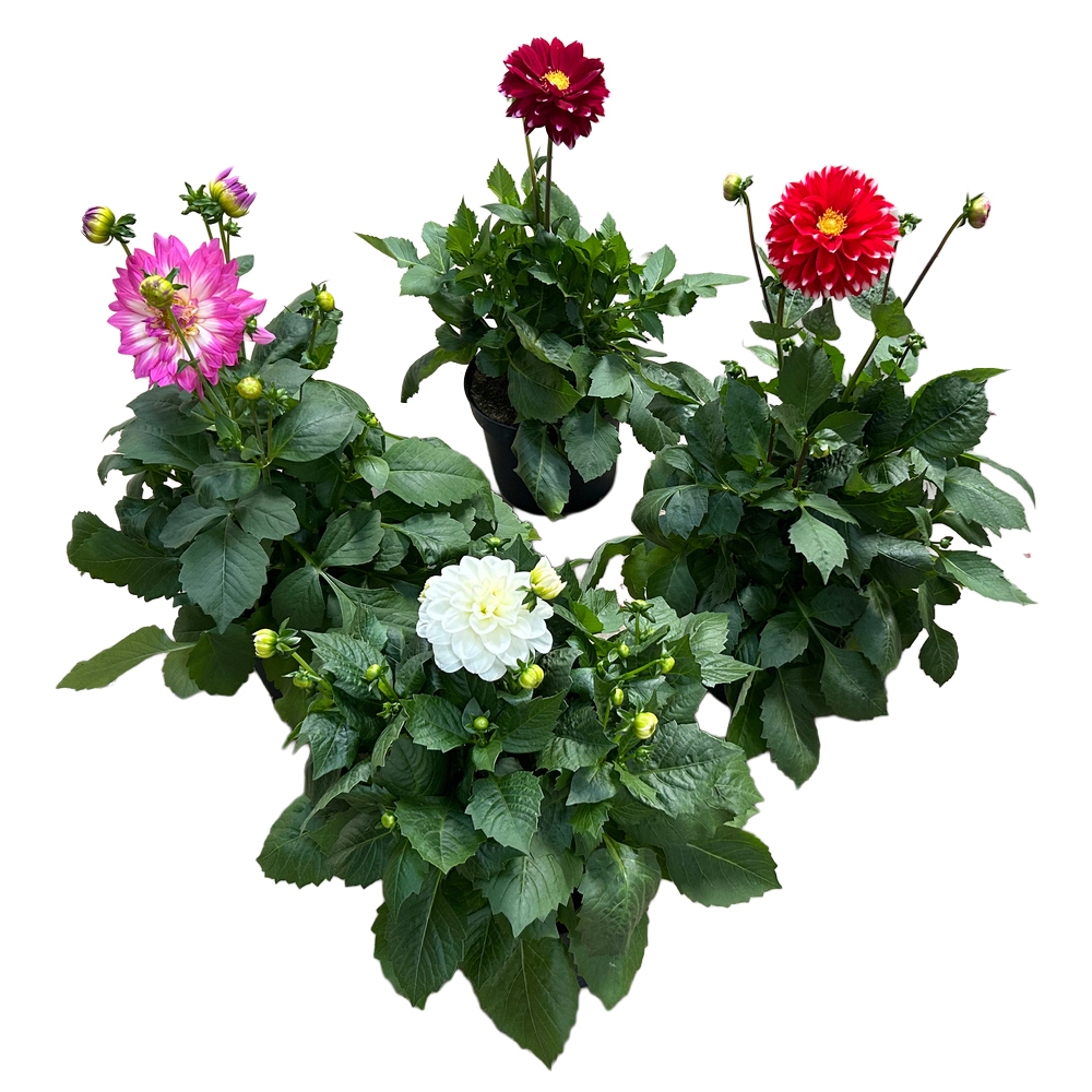 Dahlia coccinea dalina maxi