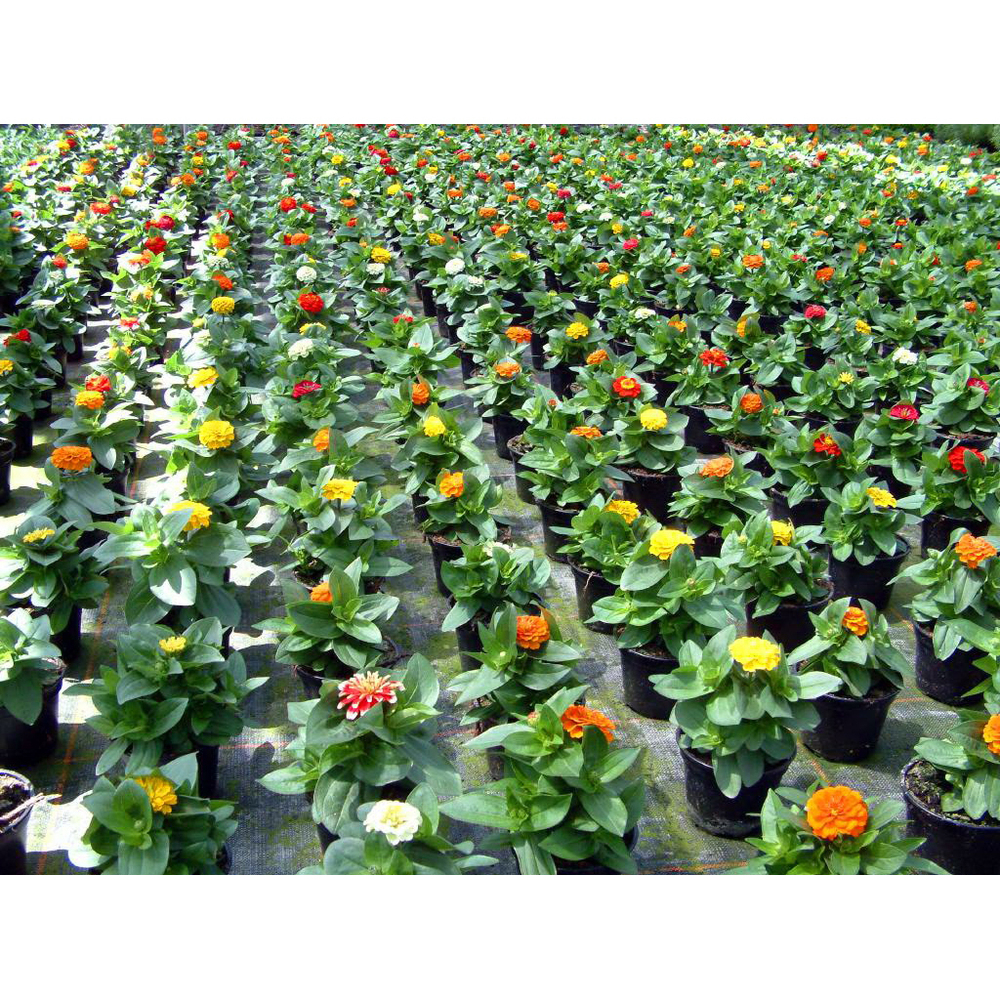 Zinnia pro fusion