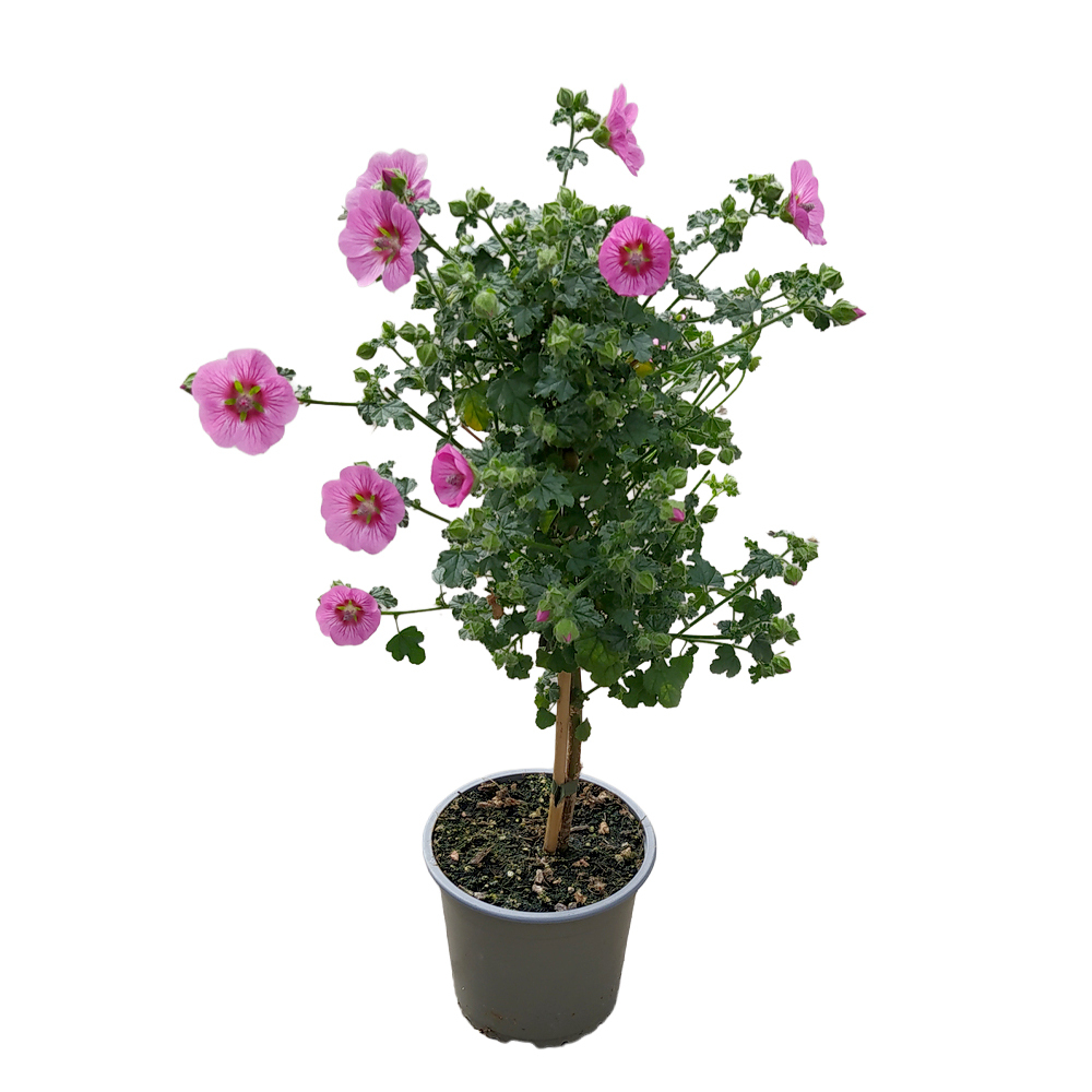 Anisodontea capensis