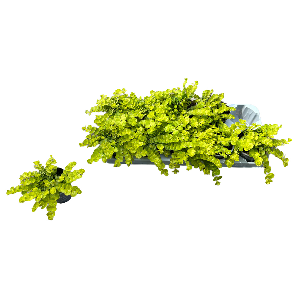 Lysimachia aurea