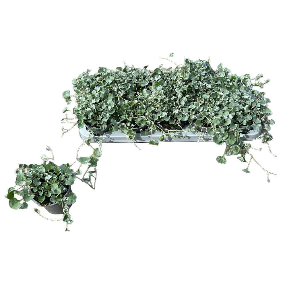 dichondra argenta silver falls