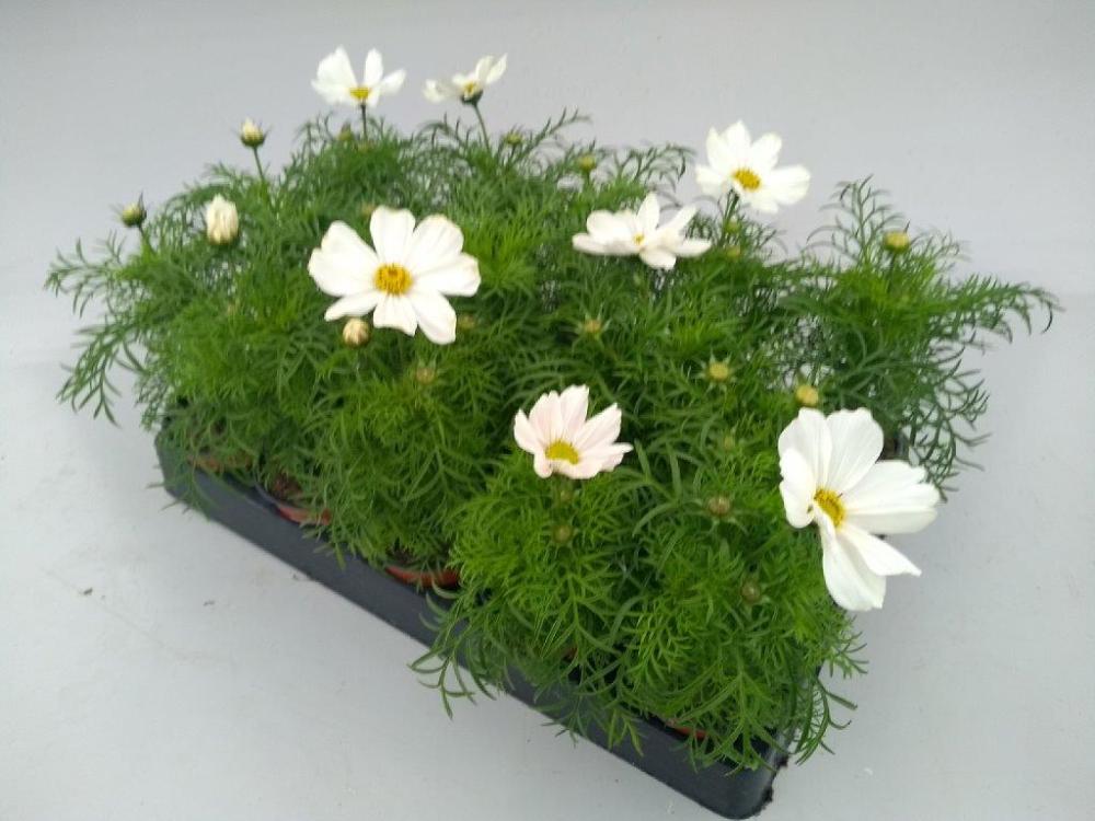 Cosmos