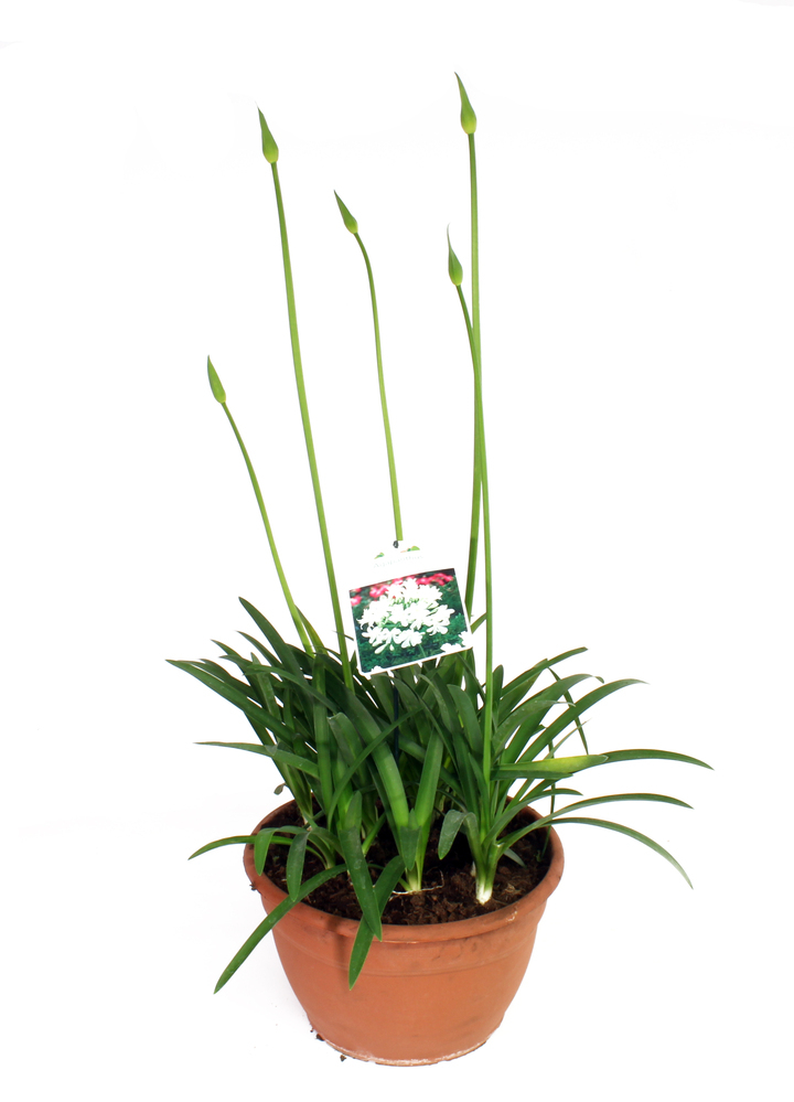Agapanthus eydori blue