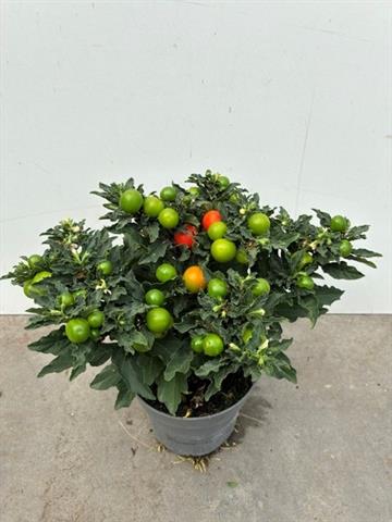 solanum