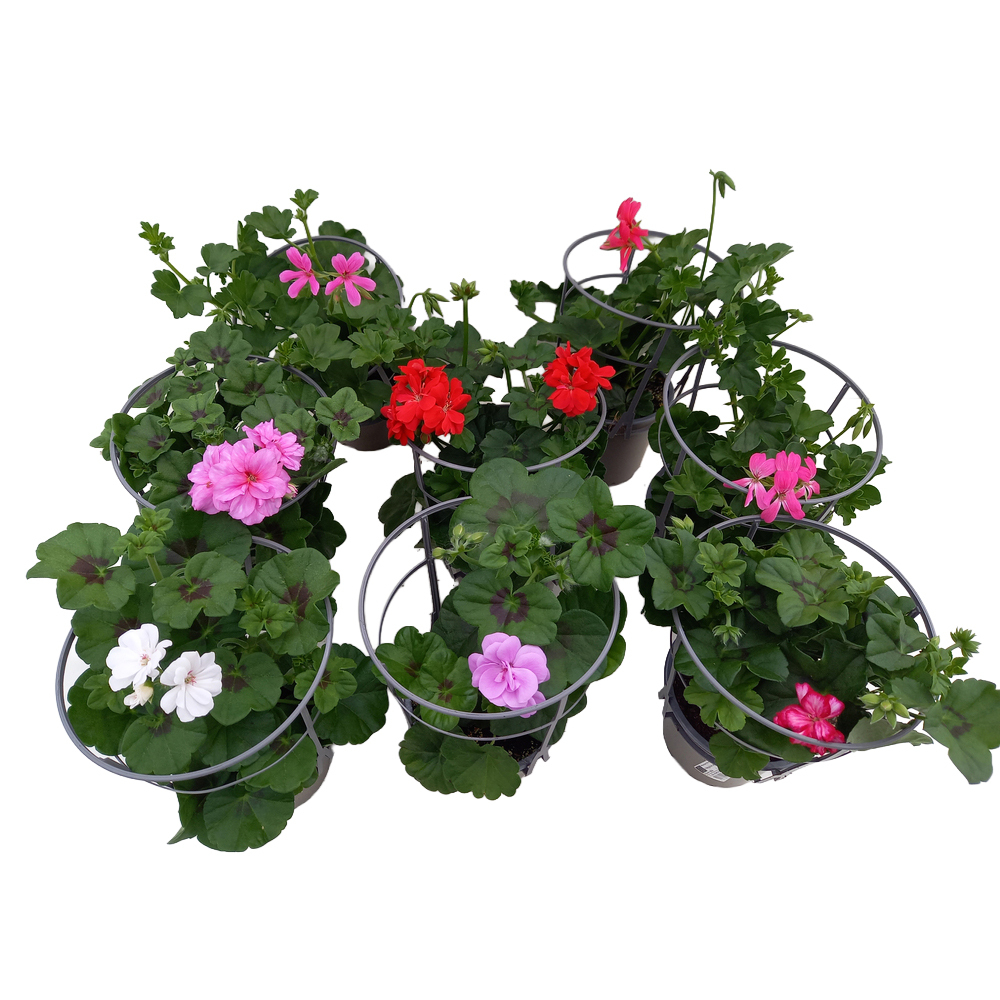 Pelargonium peltatum