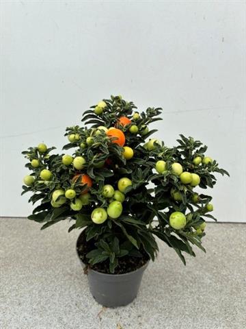 solanum