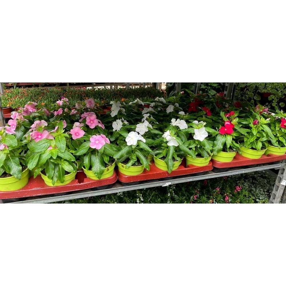 Catharanthus