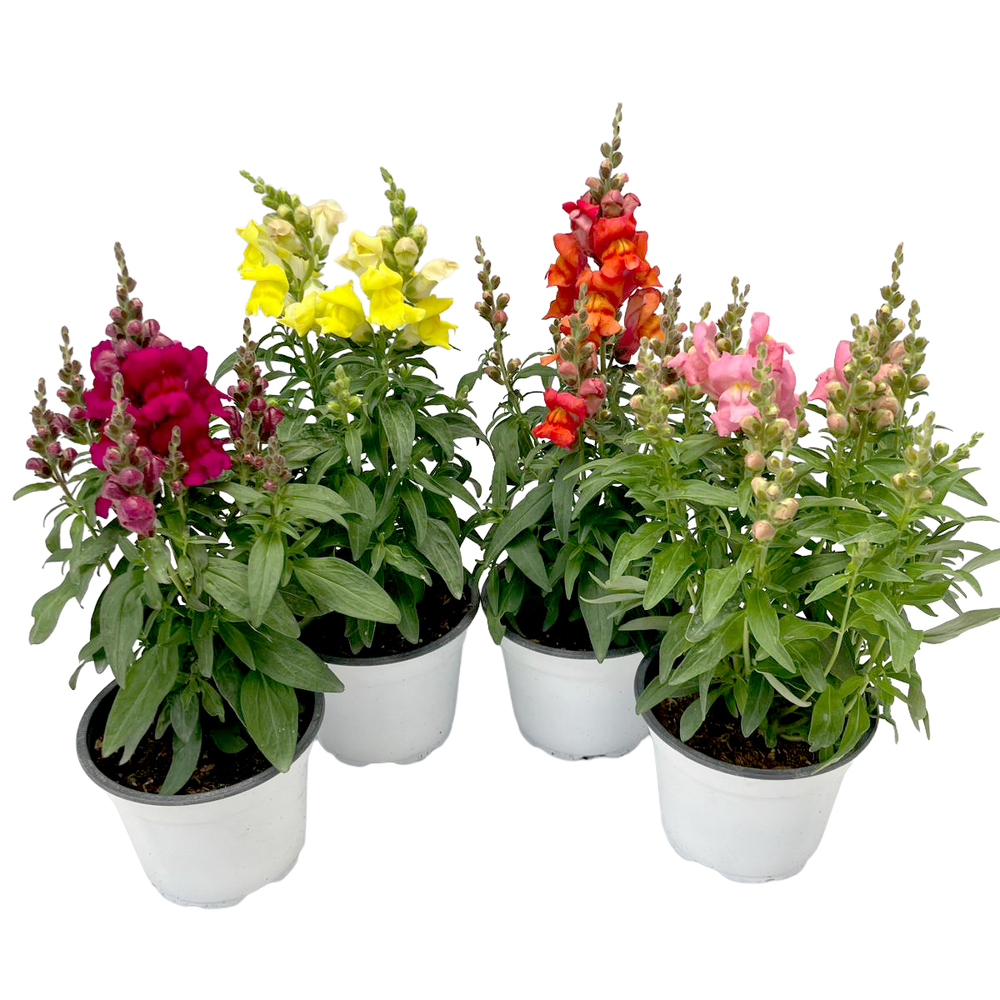 Antirrhinum majus
