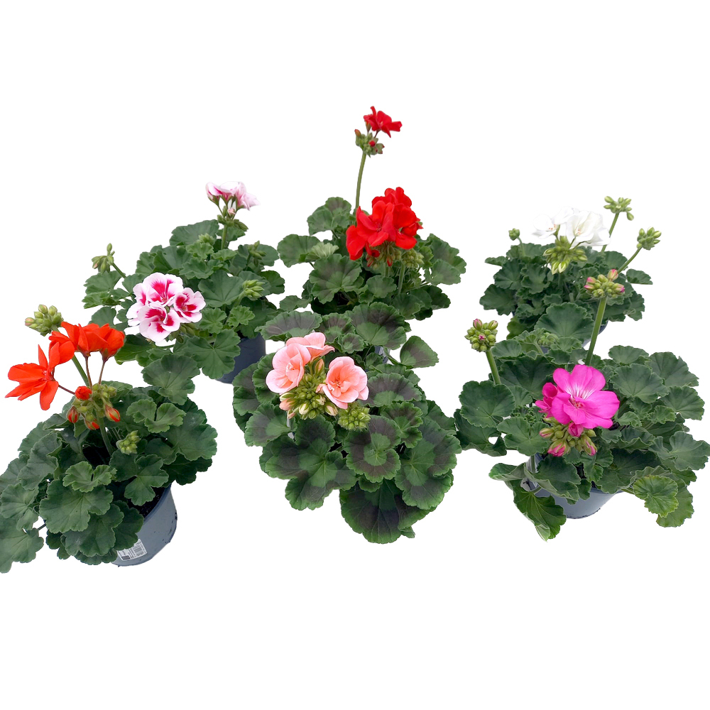 Pelargonium zonale moonlight