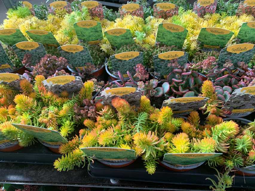 Sedum