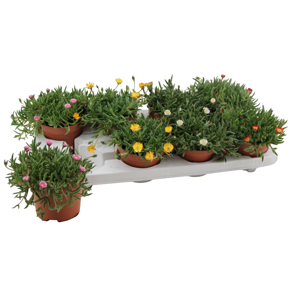 Delosperma