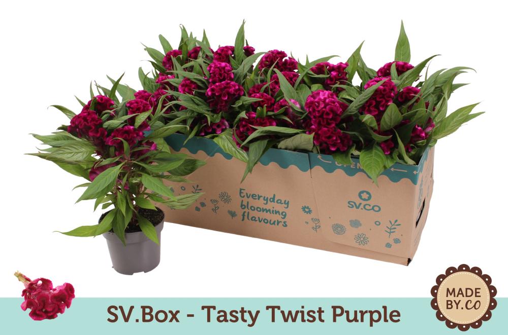 celosia