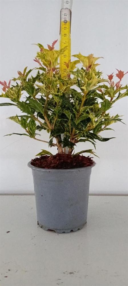 osmanthus