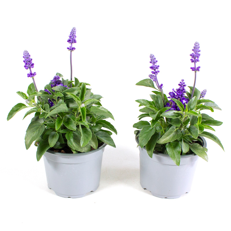 Salvia farinacea