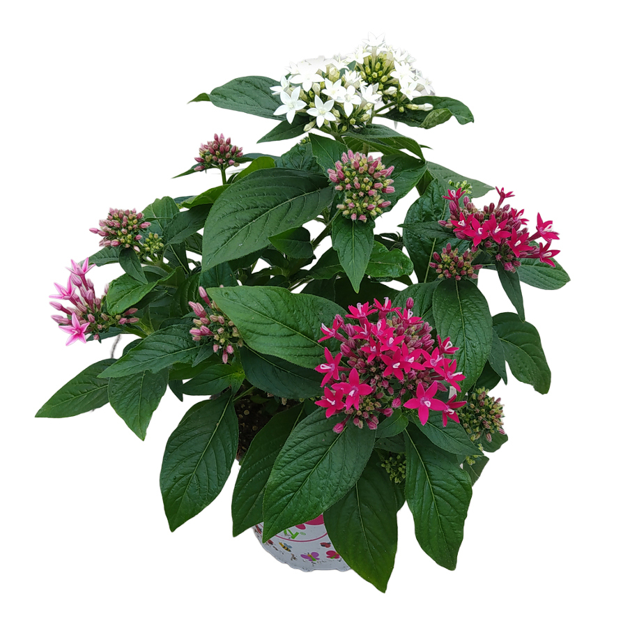 pentas lanceolata trio