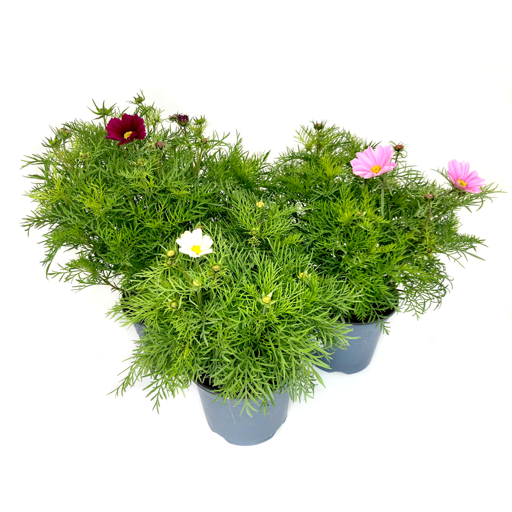 Cosmos bippinatus