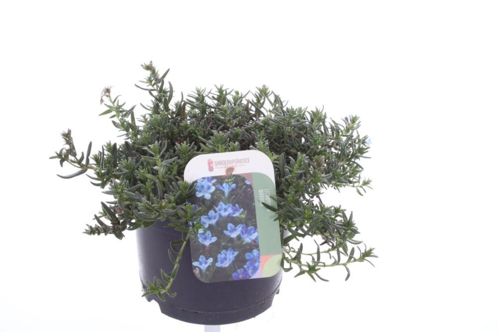 Lithodora