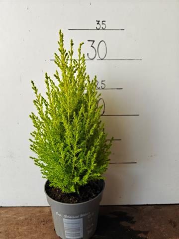 cupressus