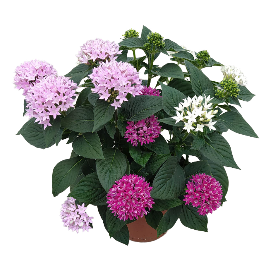 Pentas lanceolata trio