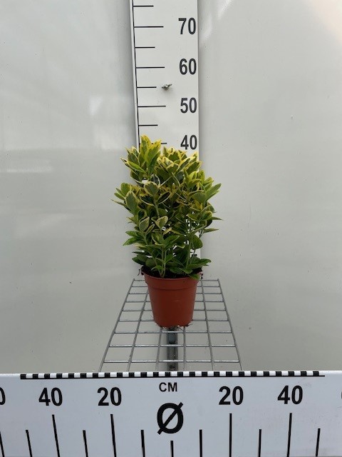 euonymus
