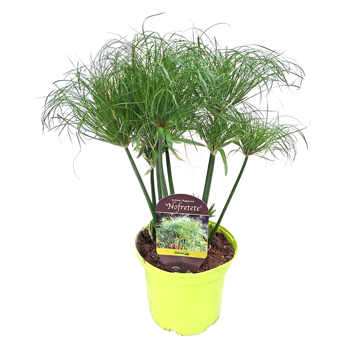 Cyperus papyrus nofretete