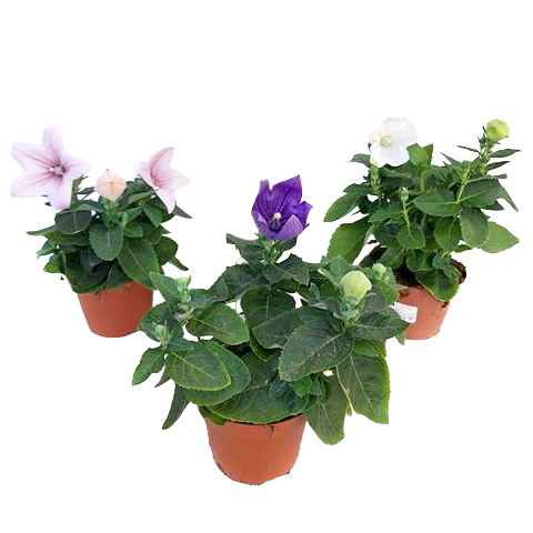 Platycodon grandiflora astra