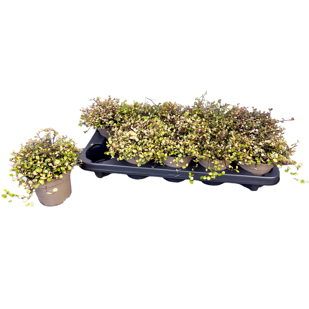 Muehlenbeckia complexa pink camouflage