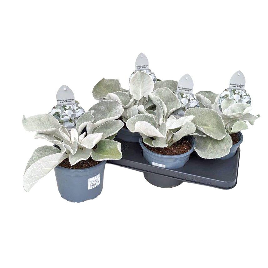 Senecio candicans angel wings