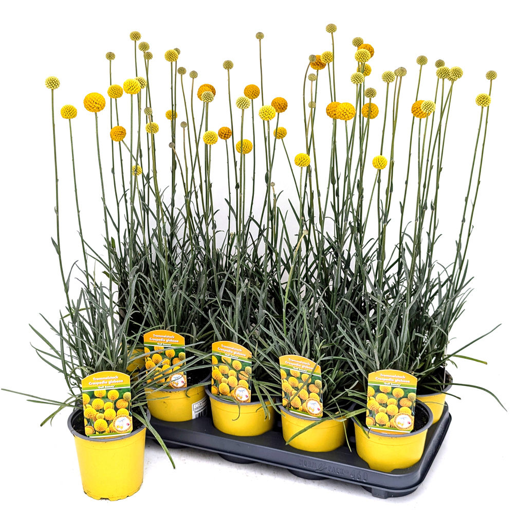 Craspedia globosa golf beauty