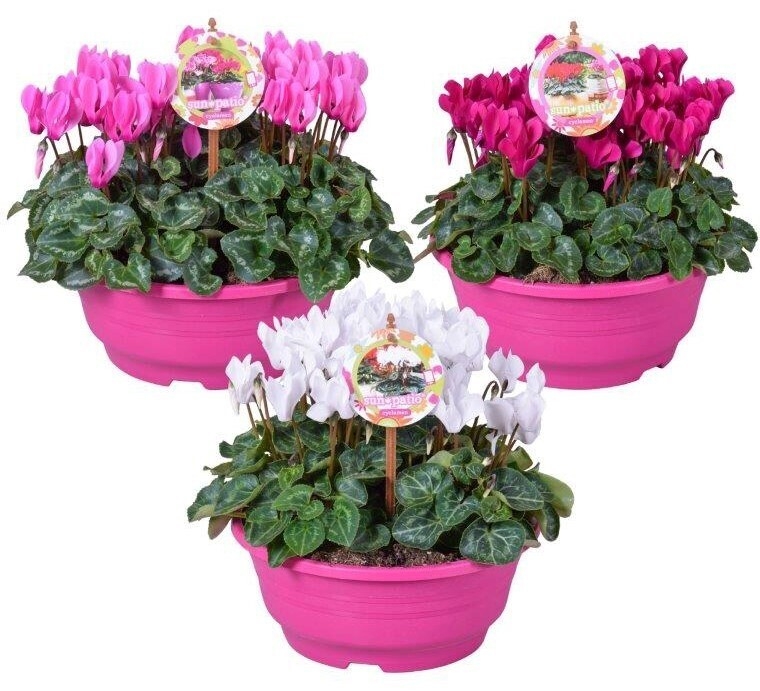 Cyclamen persicum patio